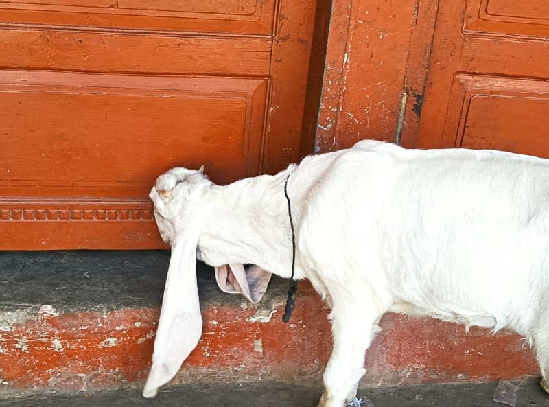 gulabi Bakri full white 4