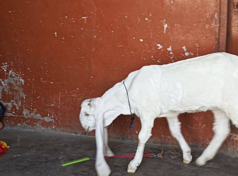 gulabi Bakri full white 5