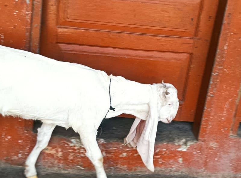 gulabi Bakri full white 7