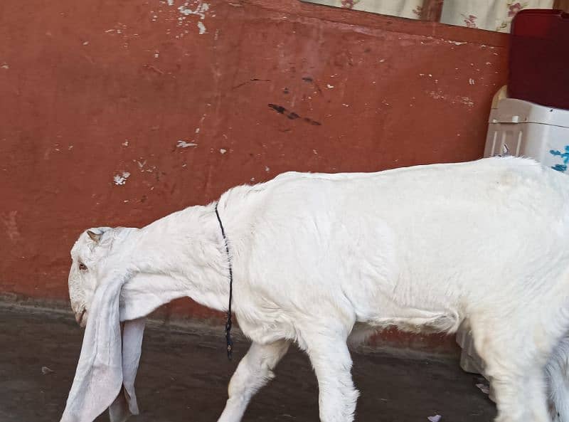 gulabi Bakri full white 8