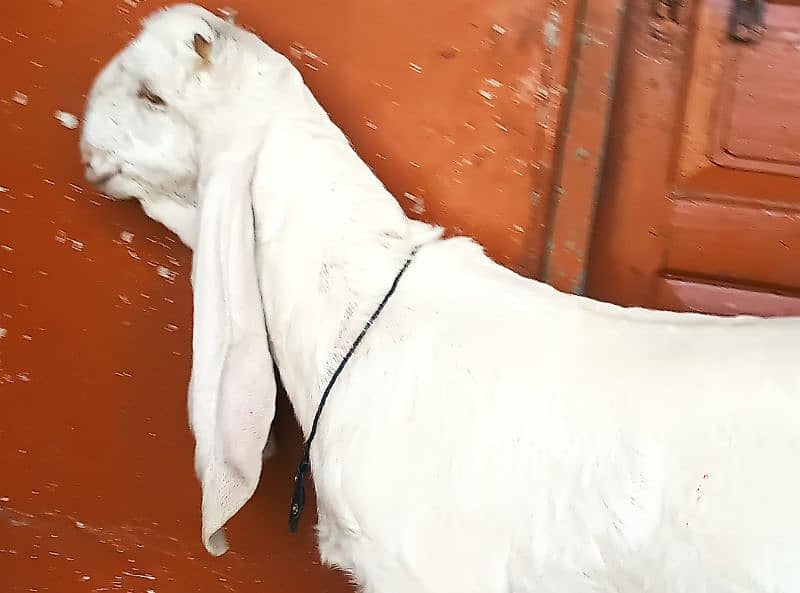 gulabi Bakri full white 9