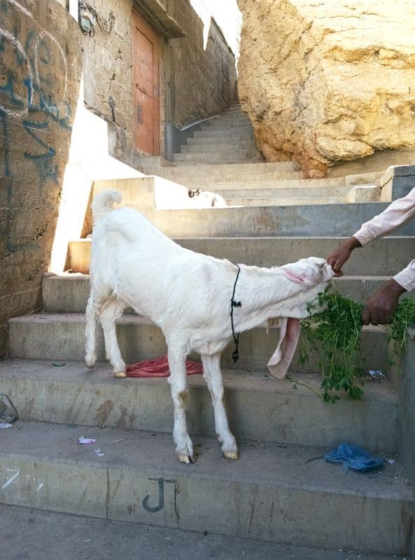 gulabi Bakri full white 10