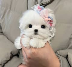 Maltese