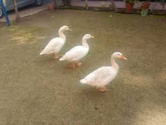 three big duck