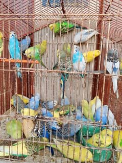 Budgies