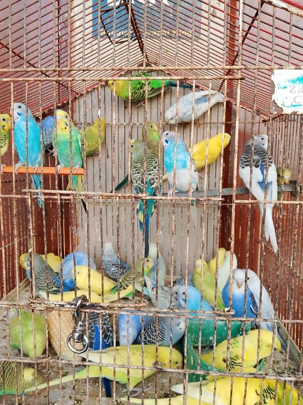 Budgies 1