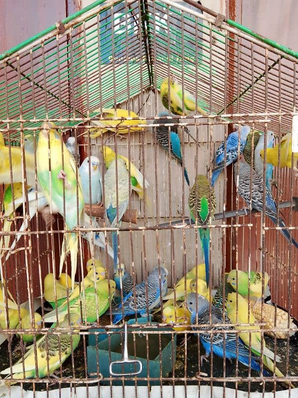 Budgies 2