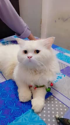 For sell persian cat