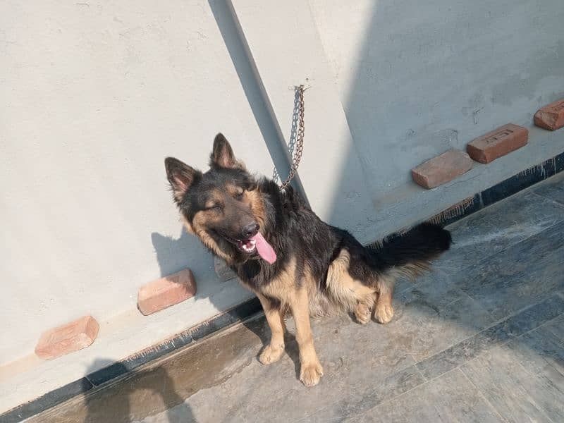 urgent sale German Shepherd male 0