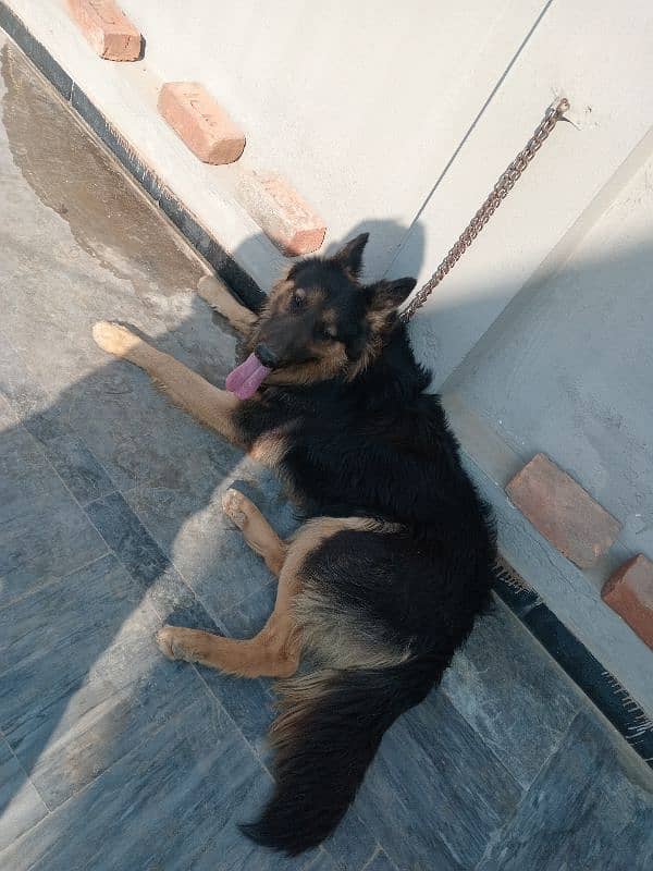 urgent sale German Shepherd male 1