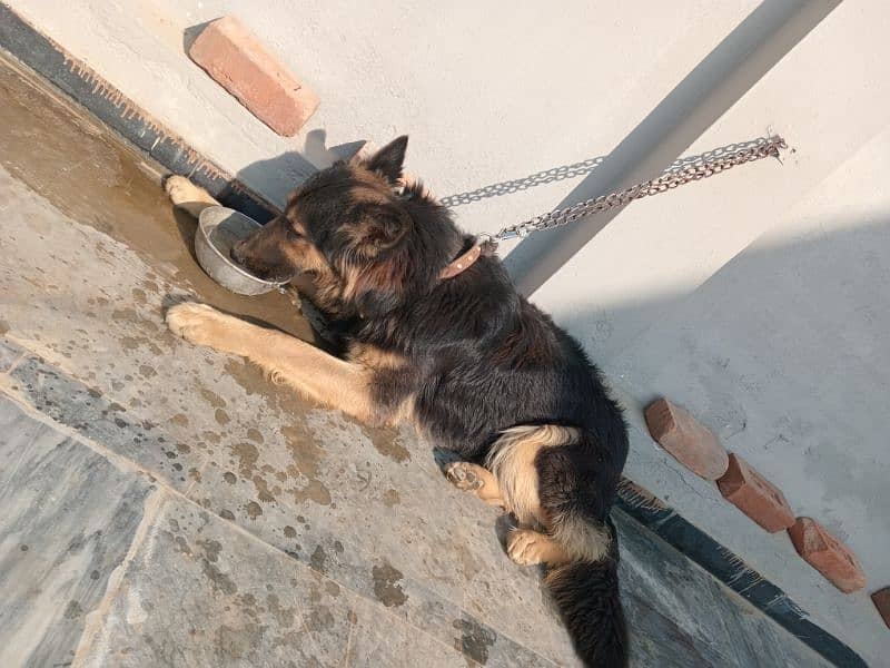 urgent sale German Shepherd male 2