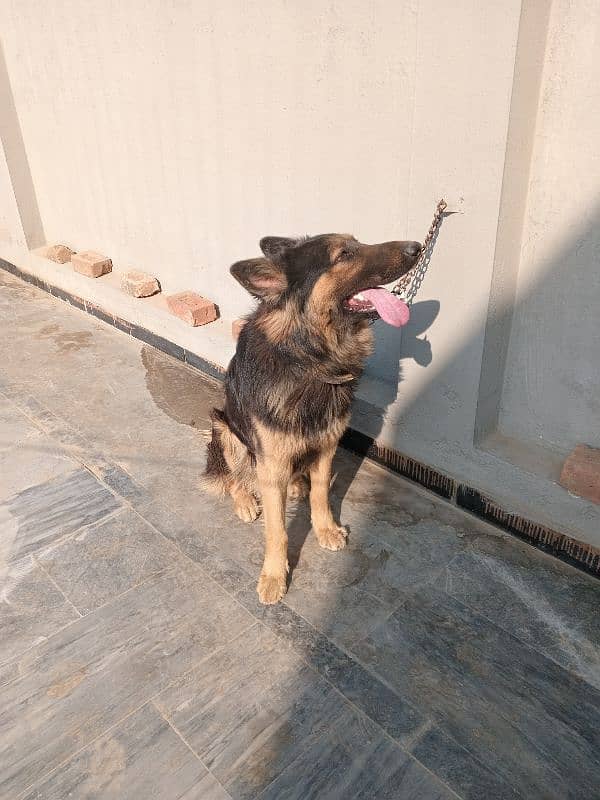 urgent sale German Shepherd male 3