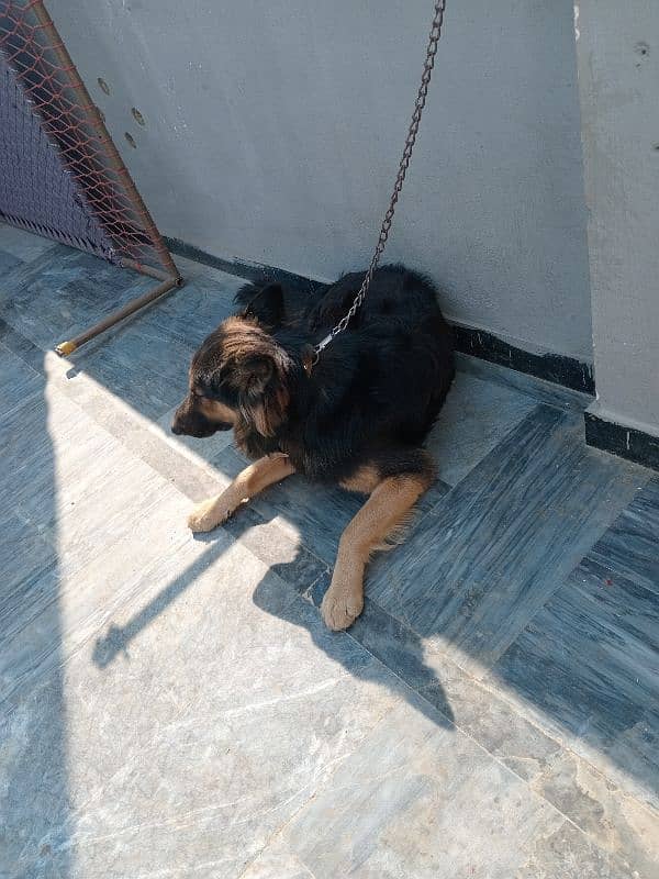 urgent sale German Shepherd male 4