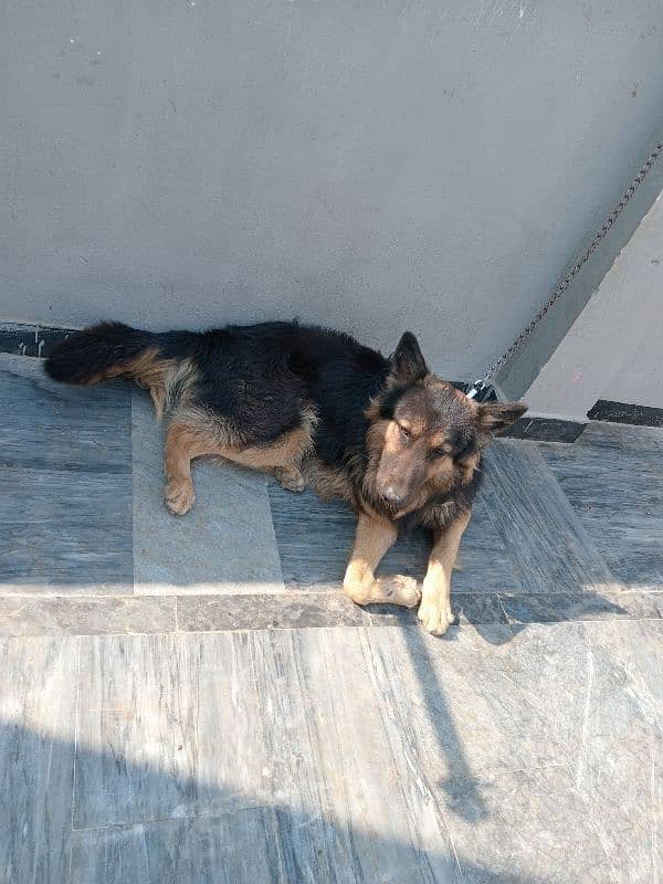 urgent sale German Shepherd male 5