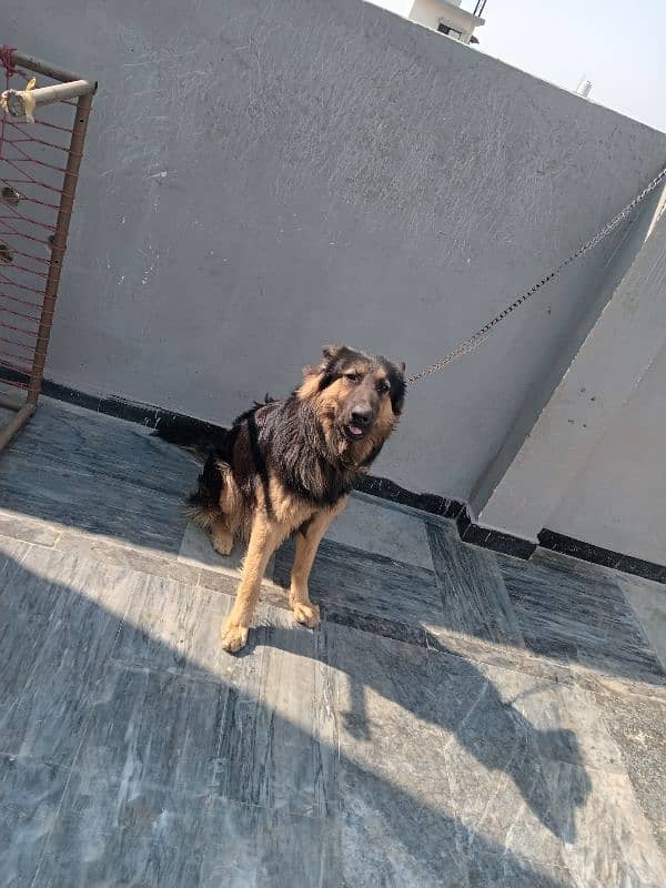 urgent sale German Shepherd male 6