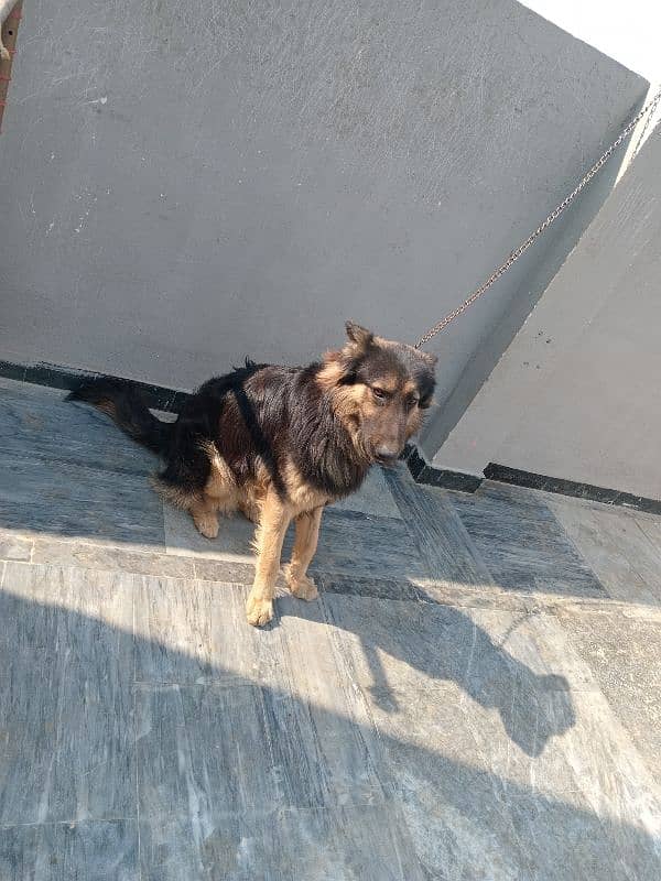 urgent sale German Shepherd male 7