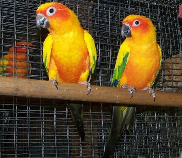 Sun Conure Confirm Breeder Pair with DNA 0