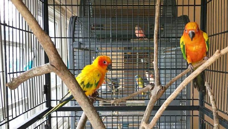 Sun Conure Confirm Breeder Pair with DNA 1