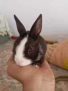 paper white baby rabbits for sale healthy and active