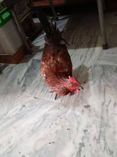 dasi hens 1 female 2 male 1 hen 2k