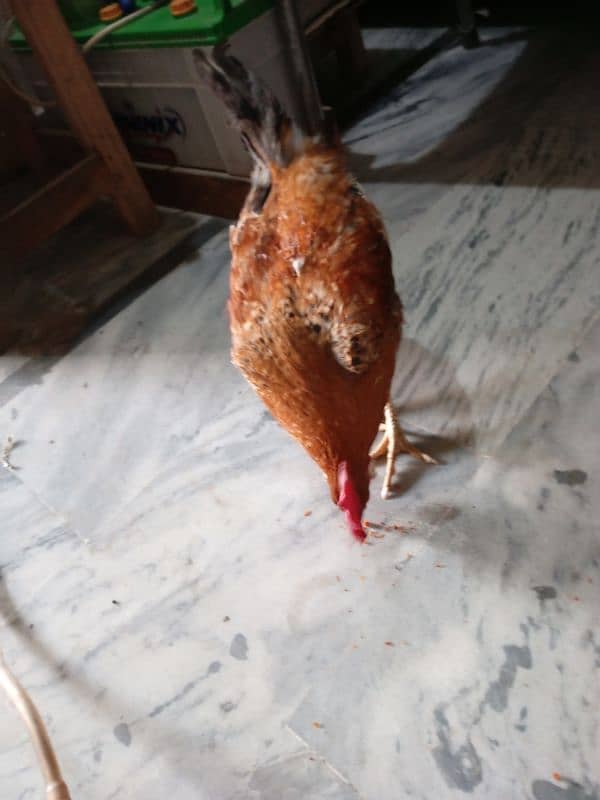 dasi hens 1 female 2 male 1 hen 2k 2