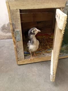 3 chicks 2 male 1 female pinjra sath ma