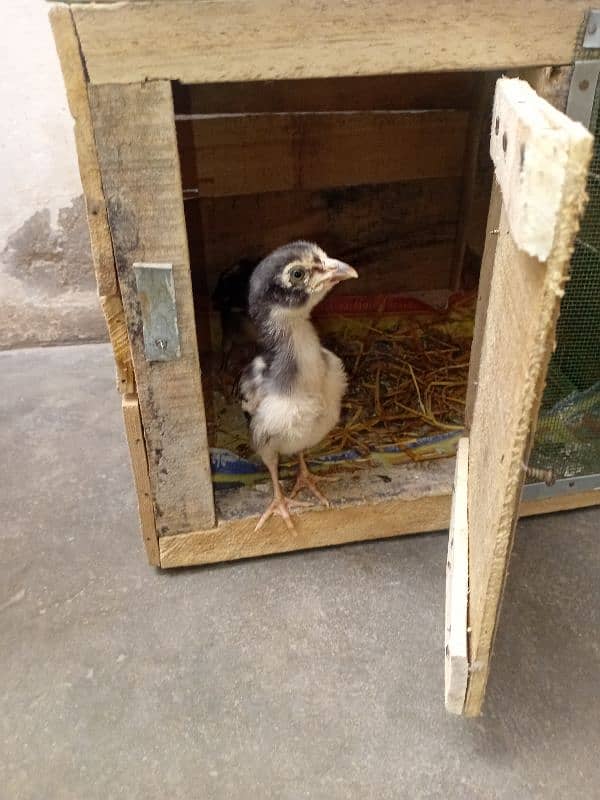 3 chicks 2 male 1 female pinjra sath ma 0