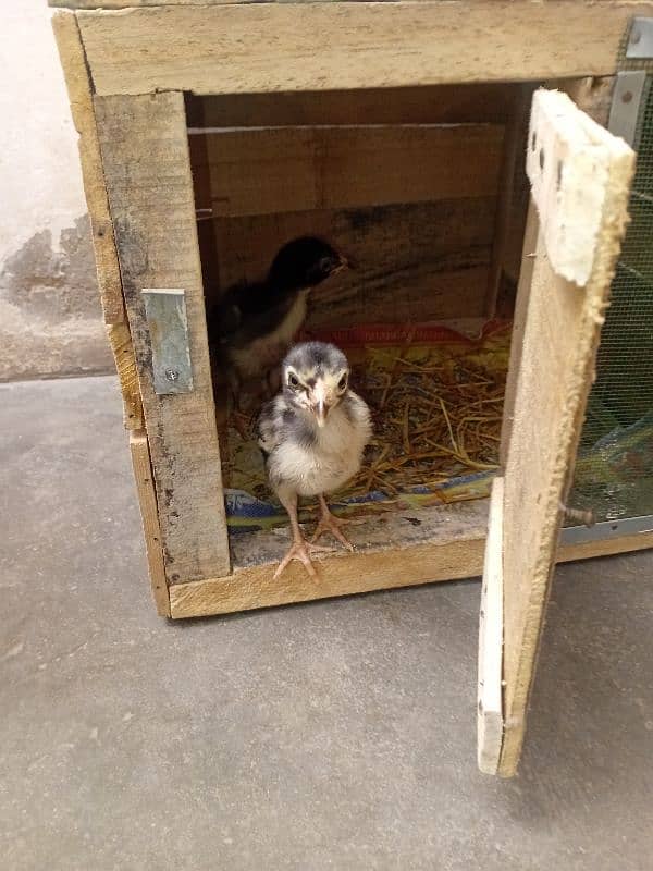 3 chicks 2 male 1 female pinjra sath ma 1