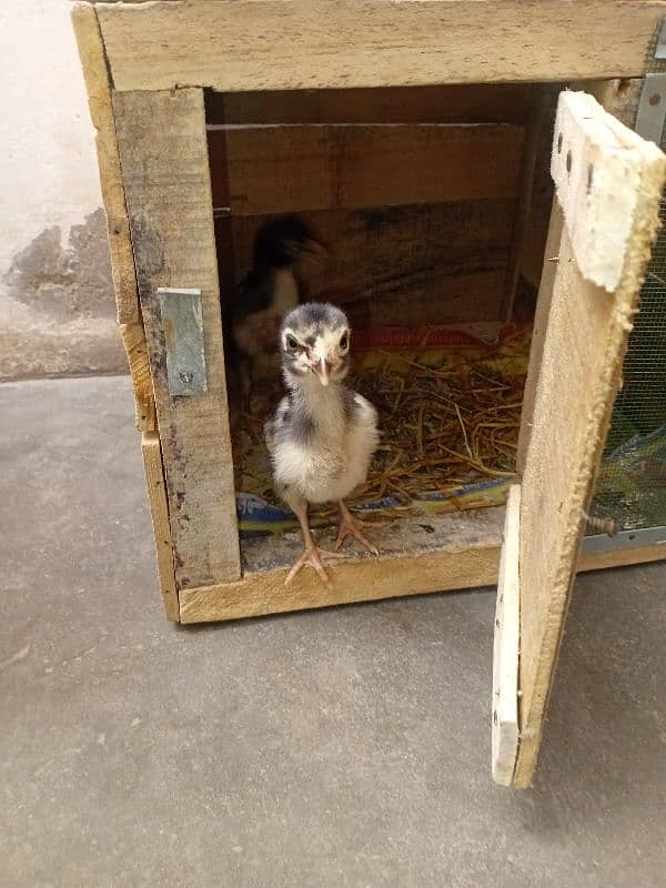 3 chicks 2 male 1 female pinjra sath ma 2