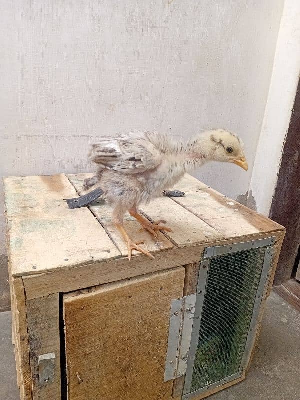 3 chicks 2 male 1 female pinjra sath ma 3