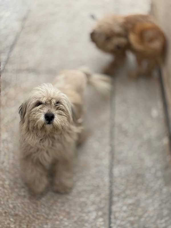Maltese Pair/BabiesAlso Available for sale. 5