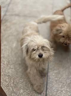 Maltipo/Maltese Pair of dog for sale.