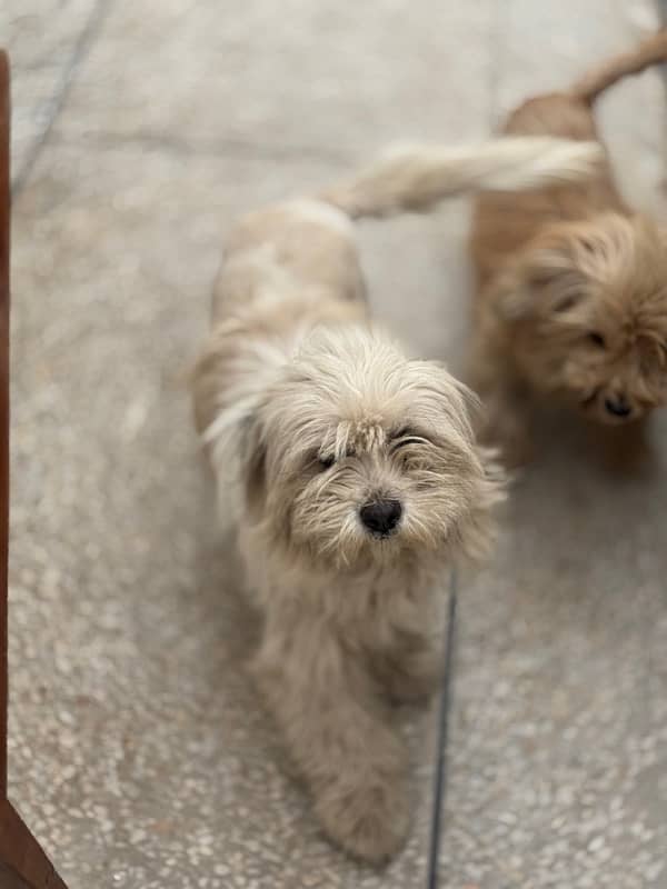 Maltese Pair/BabiesAlso Available for sale. 3