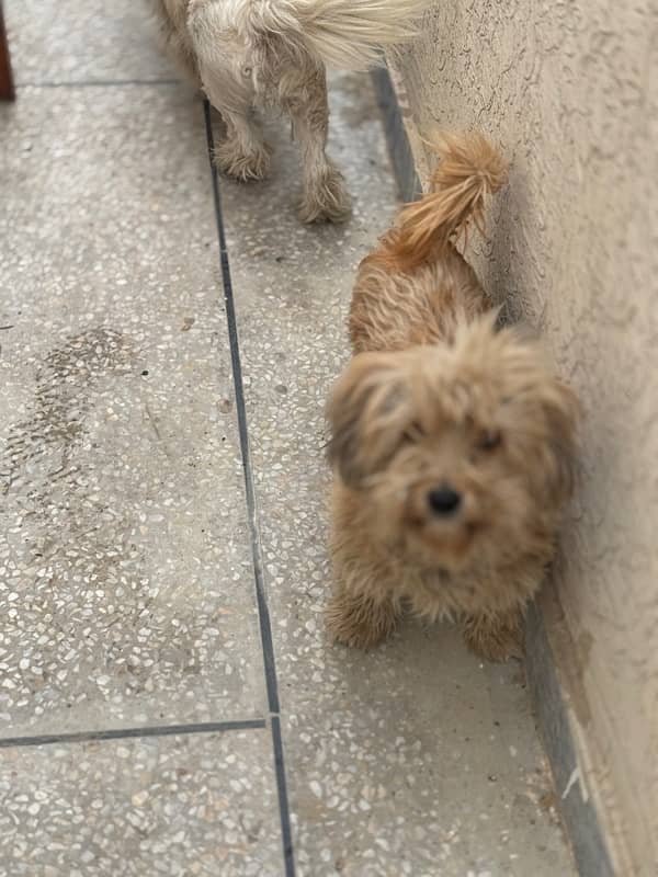 Maltese Pair/BabiesAlso Available for sale. 9