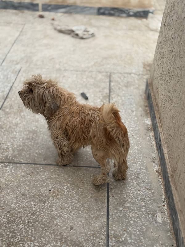Maltese Pair/BabiesAlso Available for sale. 10