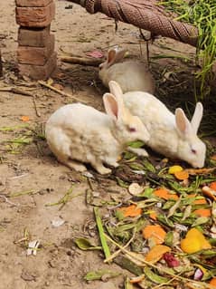 Pure Red Eyes White Coat Rabbit