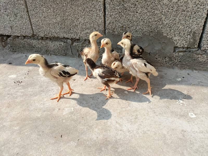 7 Miawali Aseel Chicks FOR SALE!! 0