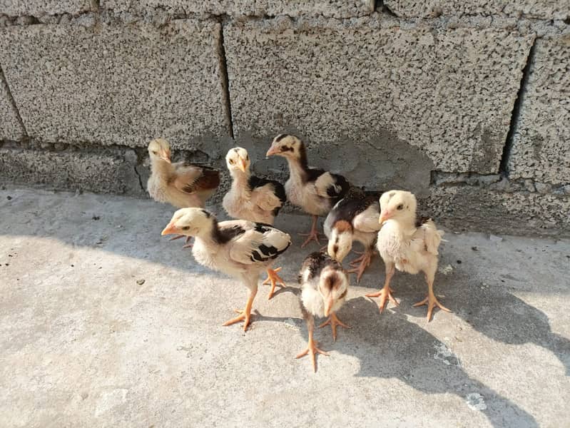 7 Miawali Aseel Chicks FOR SALE!! 1