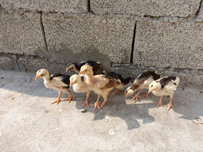 7 Miawali Aseel Chicks FOR SALE!! 2