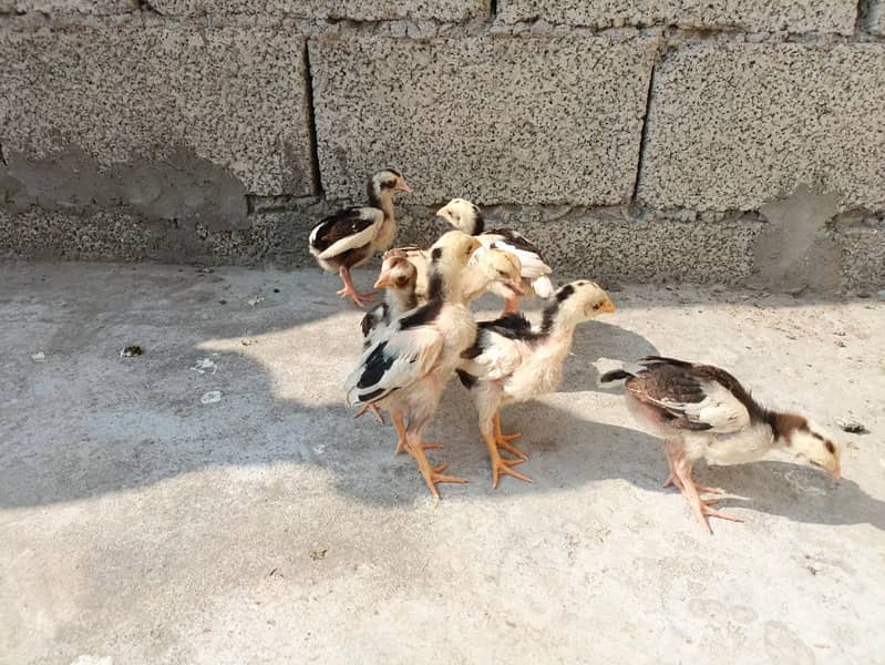 7 Miawali Aseel Chicks FOR SALE!! 3