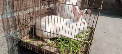 red eye breeder rabbits pair for sale