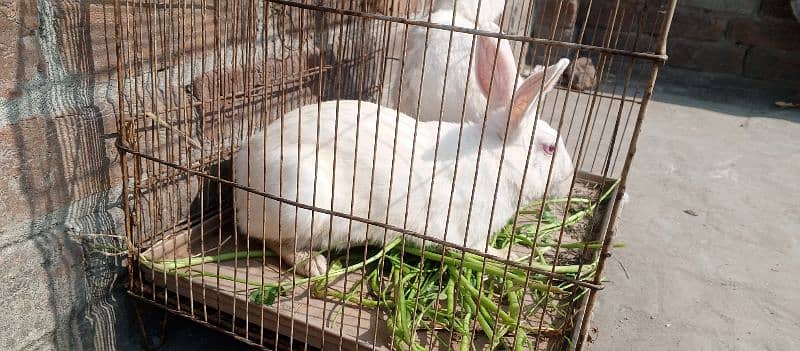 red eye breeder rabbits pair for sale 0