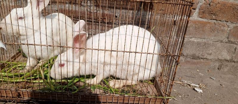 red eye breeder rabbits pair for sale 1