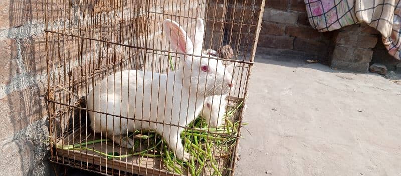 red eye breeder rabbits pair for sale 2