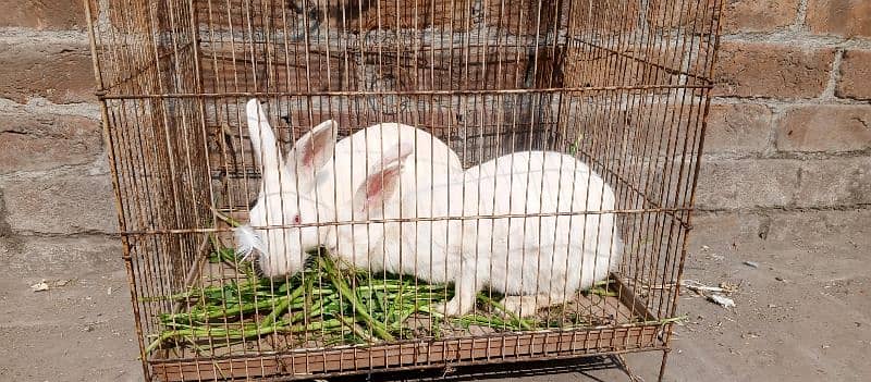 red eye breeder rabbits pair for sale 3