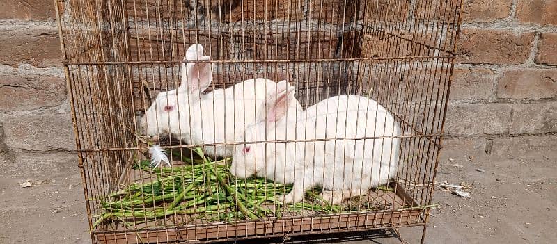 red eye breeder rabbits pair for sale 4