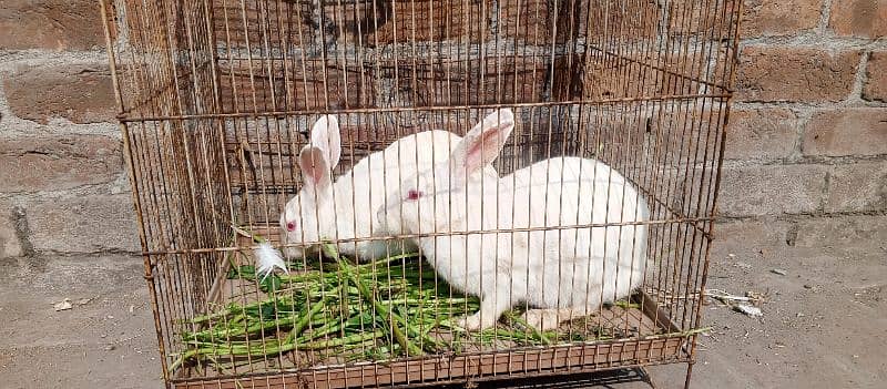 red eye breeder rabbits pair for sale 5