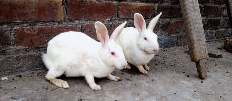 red eye breeder rabbits pair for sale 6