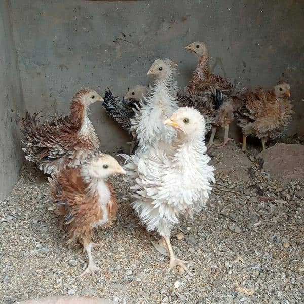 8 chicks frizzle 0