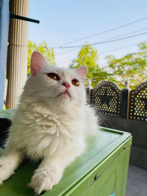 White Female Persian cat 0